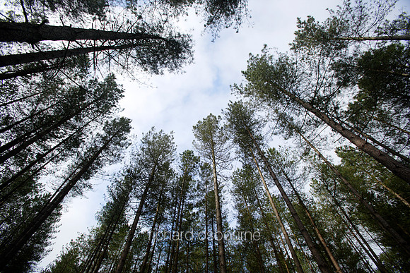 V1N12 Scots Pines, Thetford Forest