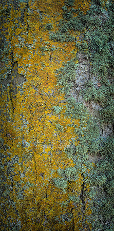 V15T4  Sycamore Tree Bark