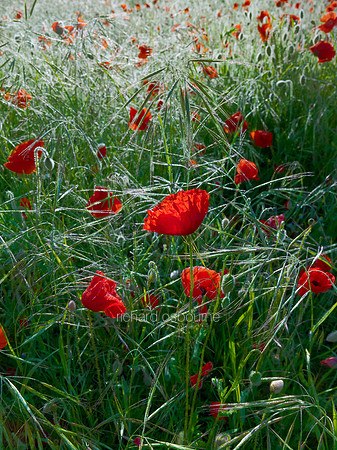V6W5  Poppies, Tasburgh, Norfolk, UK