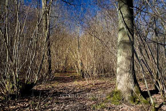 L1MT17 Wildwood, Foxley