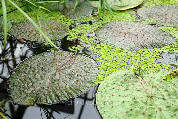 L1G2 Glasgow Botanical Garden