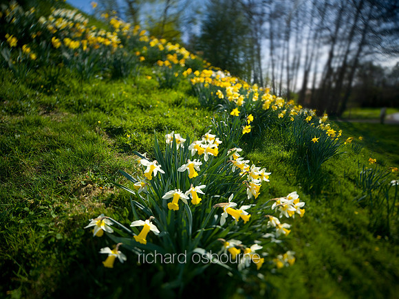 V5W6  Daffodils, Shotesham Church, Norfolk, UK