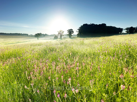V8N40  Field of Sainfoin Wildflowers, Caistor, Norfolk, UK