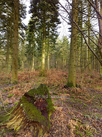 V8N7  NWT Bretts Wood, Norfolk, UK