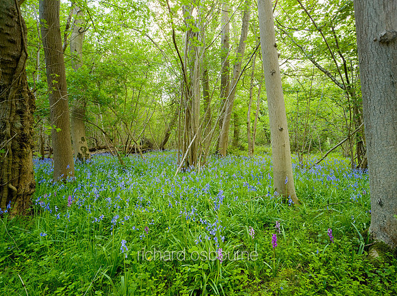 V5F17  Spring, Ashwellthorpe Lower Wood, Norfolk, UK