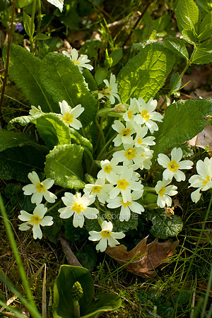 V3W31 Primroses I