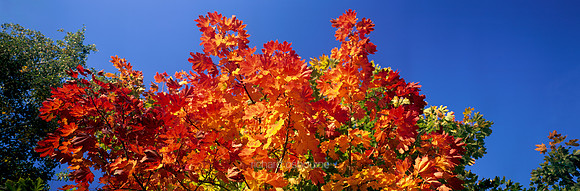 P1F8 Autumn Sycamore