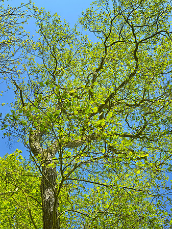 V8F8  Alder Tree in Spring, NWT Alderfen Broad, Norfolk, UK