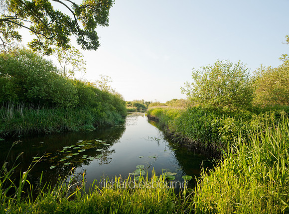 V5N43  Ted Ellis Nature Reserve, Norfolk Broads, UK