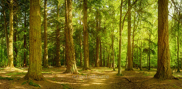 P5F36  Rhinefield Forest Drive, New Forest, Hampshire, UK