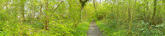 NWT Wayland Wood, Norfolk, UK