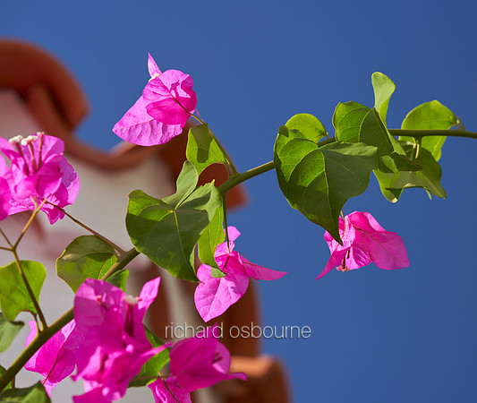 V18FL4  Bougainvillea, Tenerife, Spain