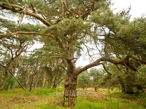 V5F22  Scots Pines, NWT East Wretham Heath, Norfolk, UK