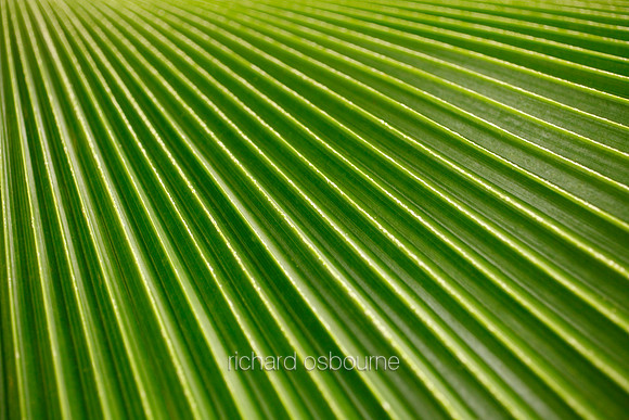 V5D28  Bush Palmetto Sabal Minor