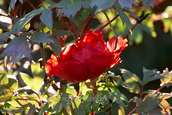 V14FL3  Tree Peony