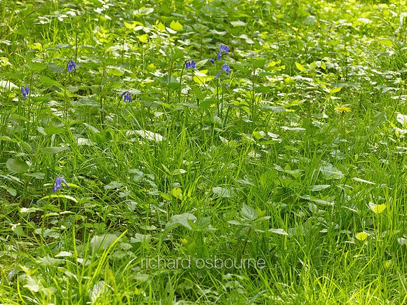 NWT Wayland Wood, Norfolk, UK