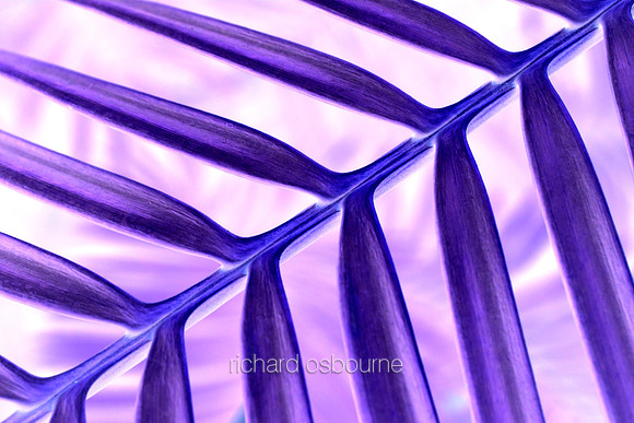 V5A16  Tropical Plant Abstract