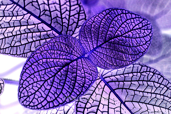 V5A19  Tropical Plant Abstract