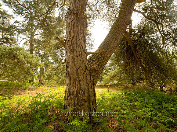 V5F21  Scots Pines, NWT East Wretham Heath, Norfolk, UK