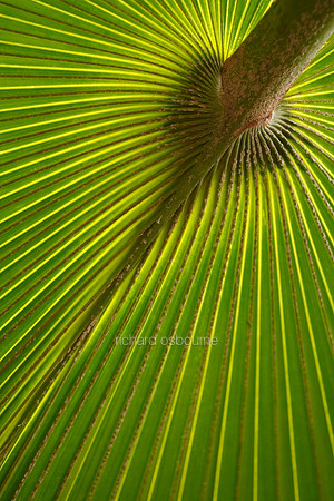 V5D37  Bush Palmetto Sabal Minor