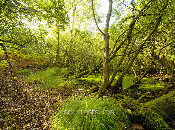 V4N34  NWT Thompson Common, Norfolk