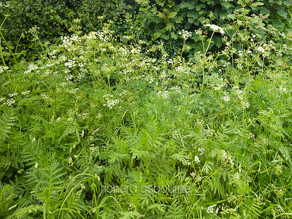 V8W52  English Spring Wildflowers