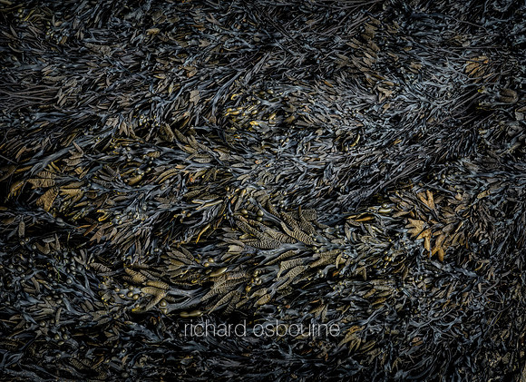 V14T131  Seaweed