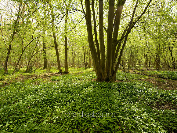 V4MT1 Coppiced Hornbeam Tree, Lower Wood Ashwellthorpe