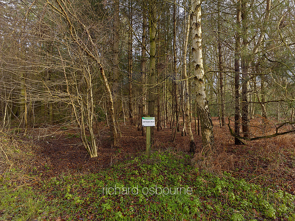 V8N5  NWT Bretts Wood, Norfolk, UK