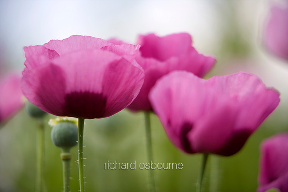 V2F12  Opium Poppies