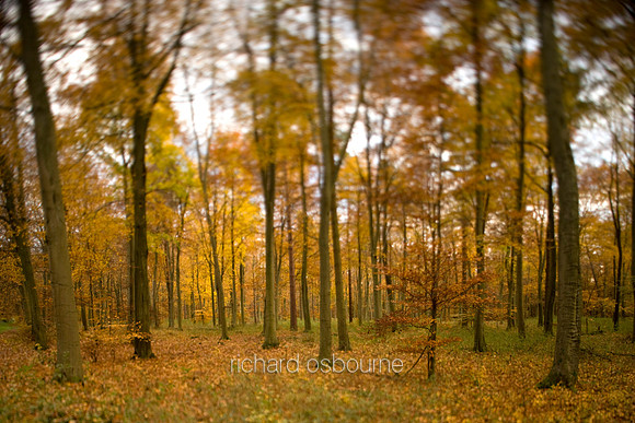 V3F1 Autumn Beeches