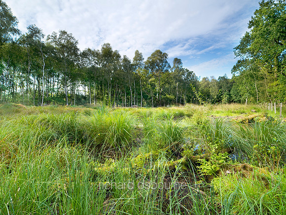 V4N33  NWT Thompson Common, Norfolk
