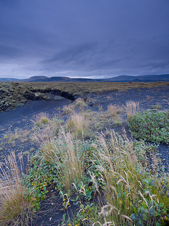 V6L48  Wildflowers and Grasses, Iceland