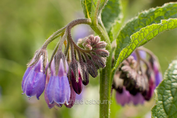 V3W23 Russian Comfrey I