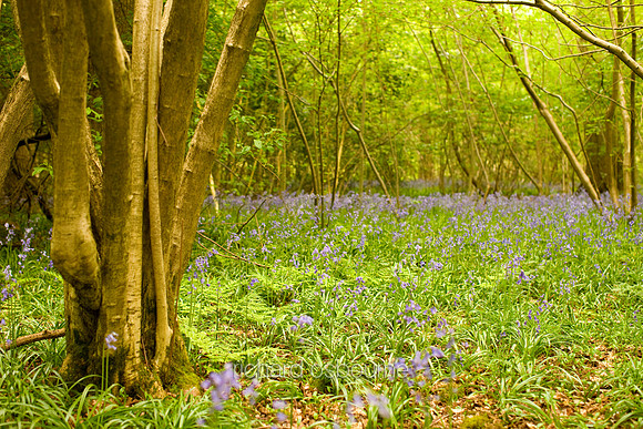 V3F5 NWT Wayland Wood, Norfolk