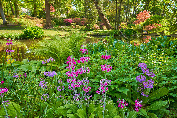 V19FL2  Candelabra Primulas, Exbury Gardens, New Forest, Hampshire, UK