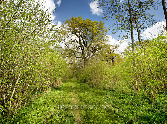 V4N28 Lower Wood Ashwellthorpe, Norfolk