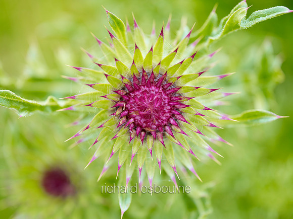 V6W2  Musk Thistle
