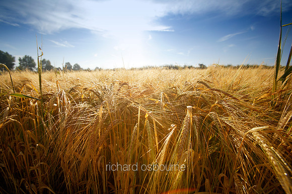 L1L17 Barley Fields, High Summer