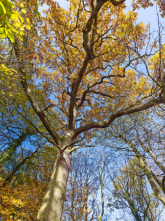 V7F38  Autumn, Wythenshawe Park, Manchester, UK