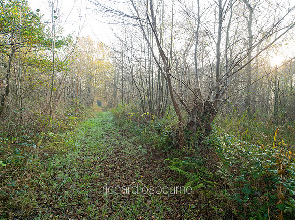 V5N51  Winter, Upton Broad and Marshes, Norfolk, UK