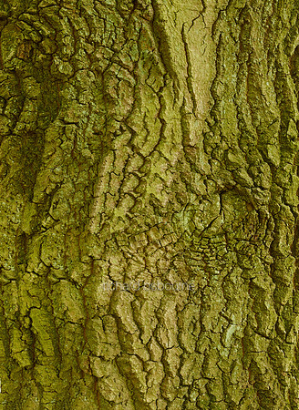 V8BG7  Oak Bark