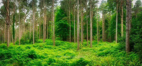 P5F41  Scots Pines, Slieve Donnard, County Down, Northern Ireland