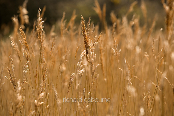 L1N18 Reeds