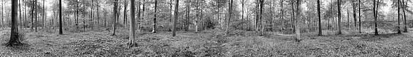 P3BW4  Autumn, Thetford Forest, Norfolk, UK