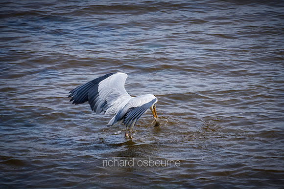 V20AN2  Grey Heron Fishing, Strangford Lough, County Down, Northern Ireland