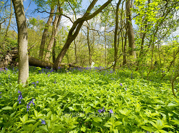 V4W4 Ground Elder & Bluebells, Thursford Wood