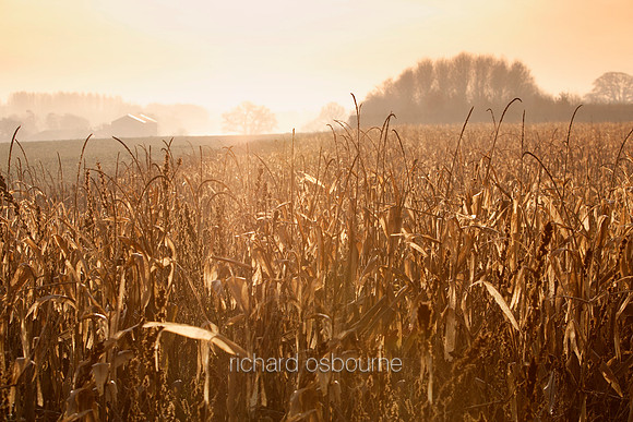 V2L16 Maize Field