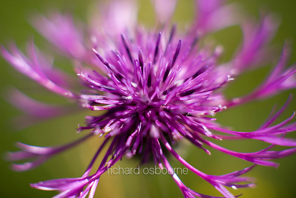 V3W2 Greater Knapweed I