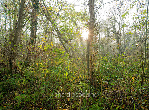 V5N50  Winter, Upton Broad and Marshes, Norfolk, UK